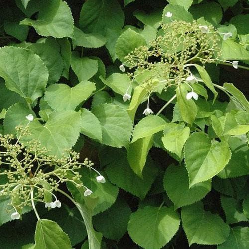  Hydrangea Anomala Brookside Littleleaf