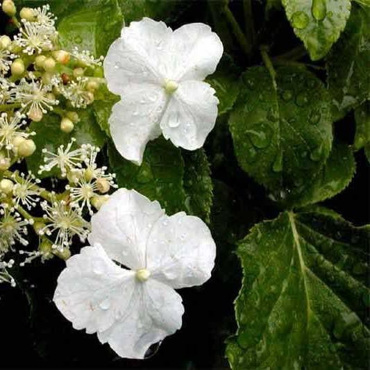  Hydrangea Anomala Brookside Littleleaf