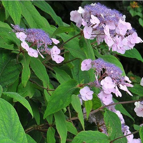  Hydrangea Aspera Anthony Bullivant