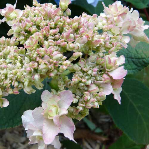  Hydrangea Involucrata Yokudanka