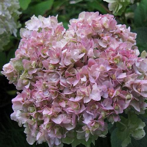  Hydrangea Involucrata Yokudanka