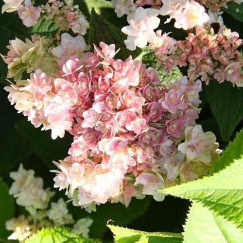  Hydrangea Involucrata Yokudanka