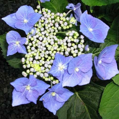  Hydrangea Macrophylla Blaumeise (Bluetit)