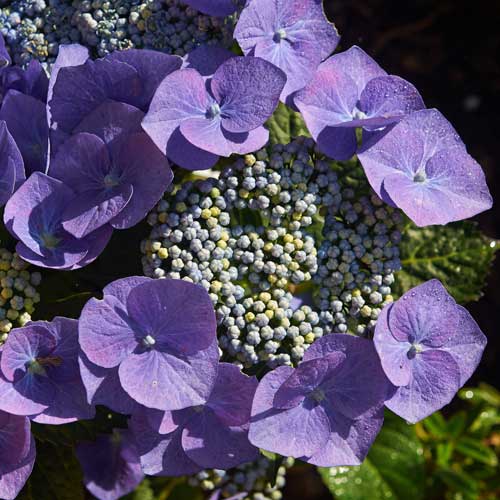  Hydrangea Macrophylla Blaumeise (Bluetit)