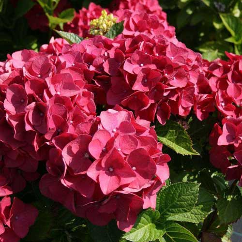  Hydrangea Macrophylla Red Baron