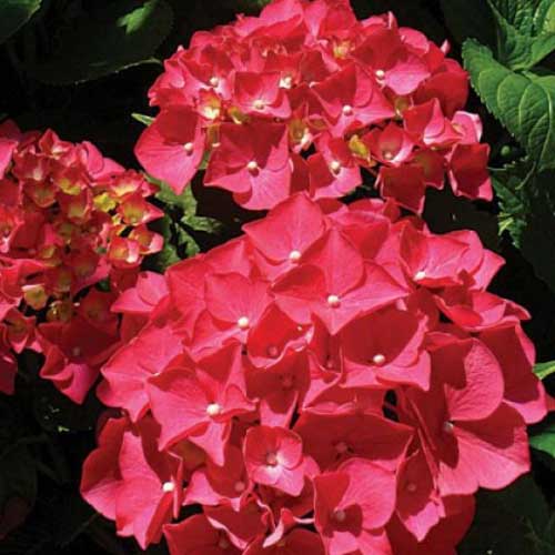  Hydrangea Macrophylla Red Baron