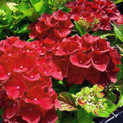  Hydrangea Macrophylla Red Baron