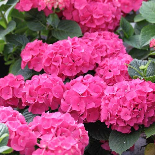  Hydrangea Macrophylla Red Baron