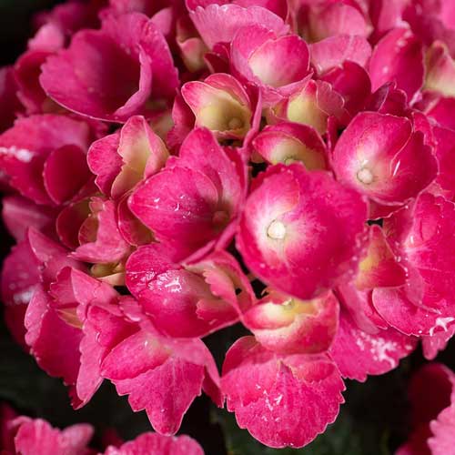  Hydrangea Macrophylla Red Baron