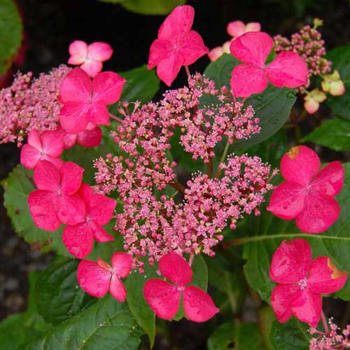  Hydrangea Macrophylla Selina