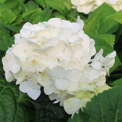  Hydrangea Macrophylla Shakira®