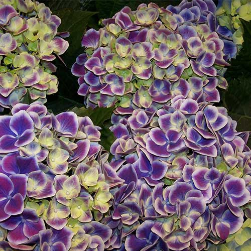  Hydrangea Macrophylla Tivoli