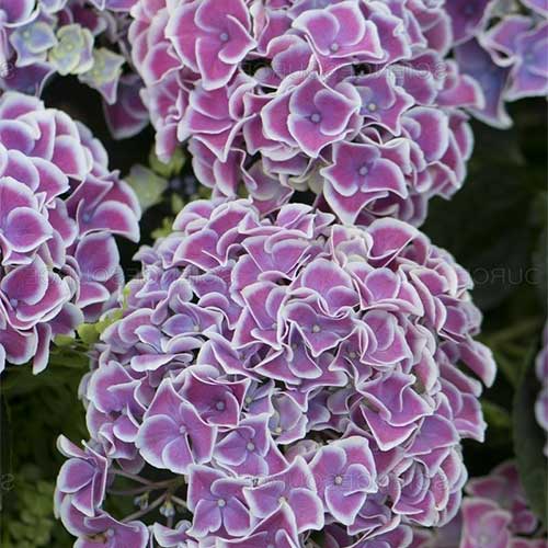  Hydrangea Macrophylla Tivoli