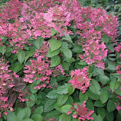  Hydrangea Paniculata Early Sensation