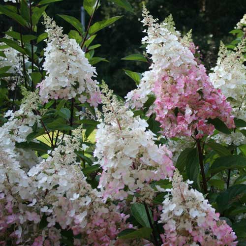  Hydrangea Paniculata Pinky Winky