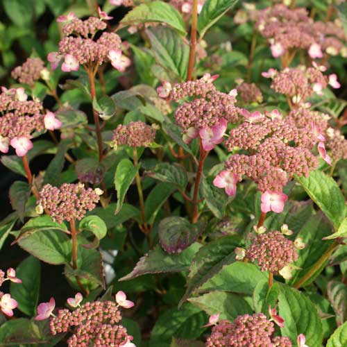  Hydrangea Serrata Mount Aso