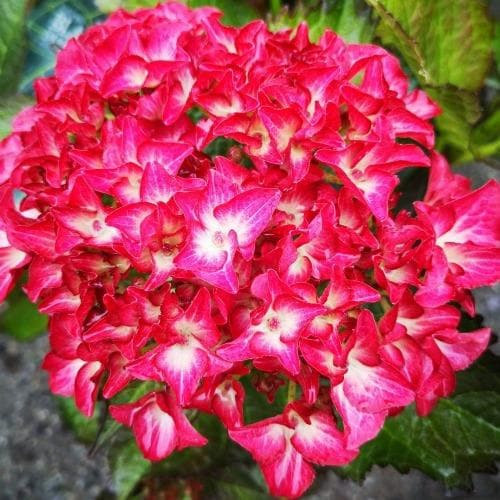  Hydrangea Macrophylla Red Angel