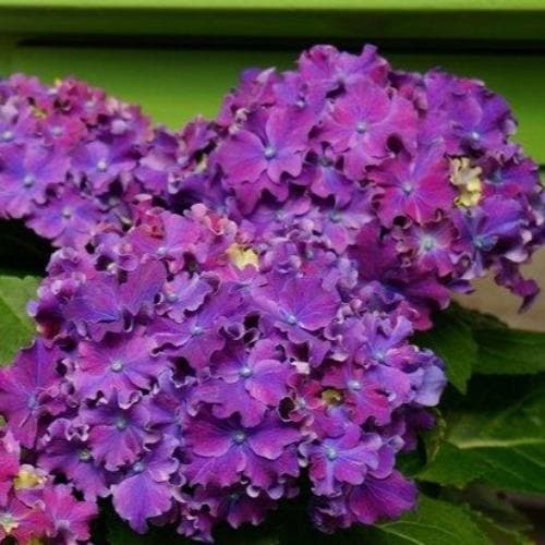  Hydrangea Macrophylla Curly Sparkle Purple