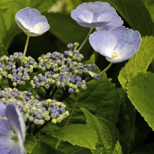  Hydrangea Macrophylla Bläuling (Bluebird)
