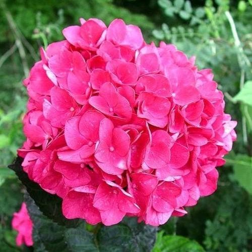  Hydrangea Macrophylla Merveille Sanguine
