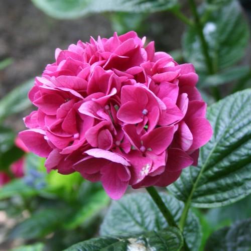  Hydrangea Macrophylla Merveille Sanguine