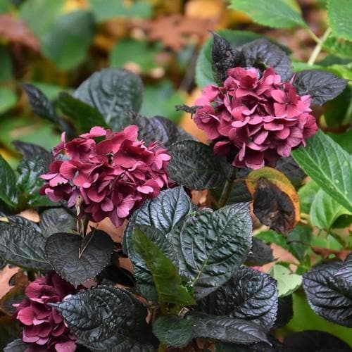  Hydrangea Macrophylla Merveille Sanguine