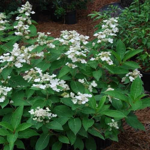  Hydrangea Paniculata Dharuma