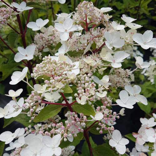 Hydrangea Paniculata Dharuma