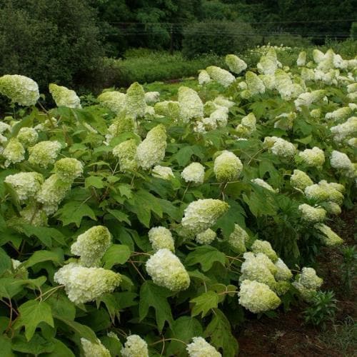  Hydrangea Quercifolia Harmony