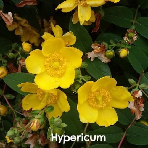  Mixed Flowering Hedge