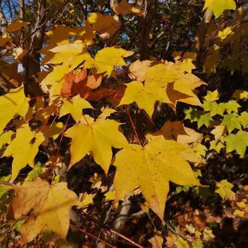  Acer Cappadocicum Aureum