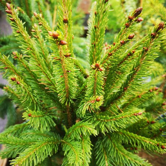  Picea Abies Cupressina