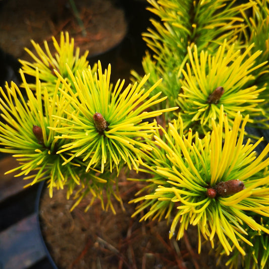  Pinus Mugo Golden Glow