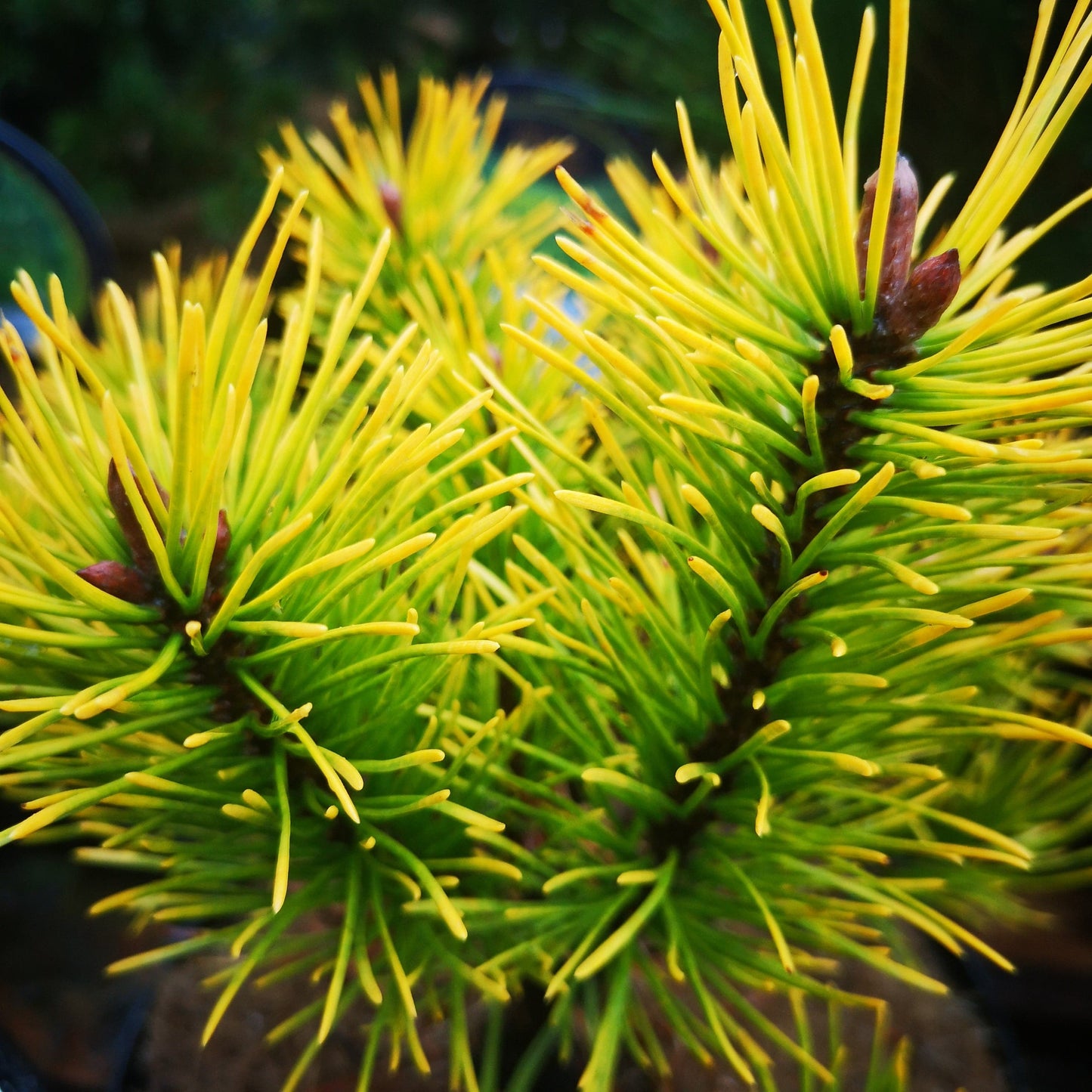  Pinus Mugo Golden Glow