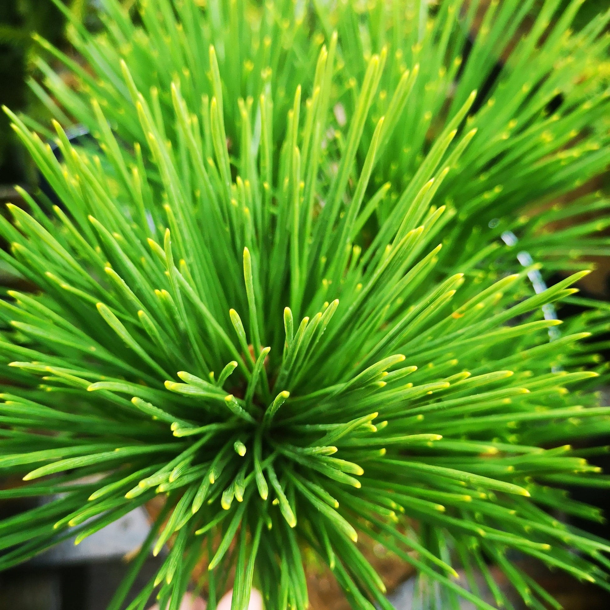  Pinus Thunbergii Thunderhead