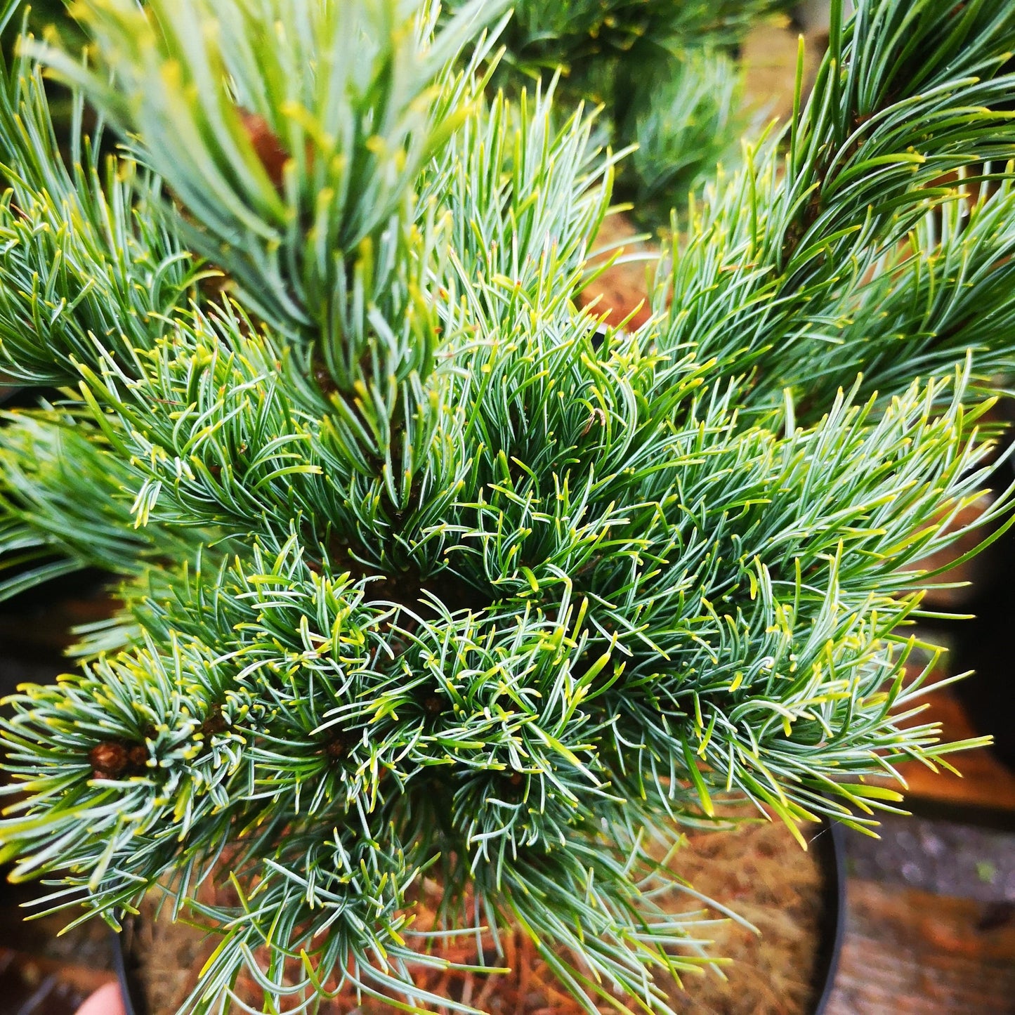  Pinus Parviflora Bergman