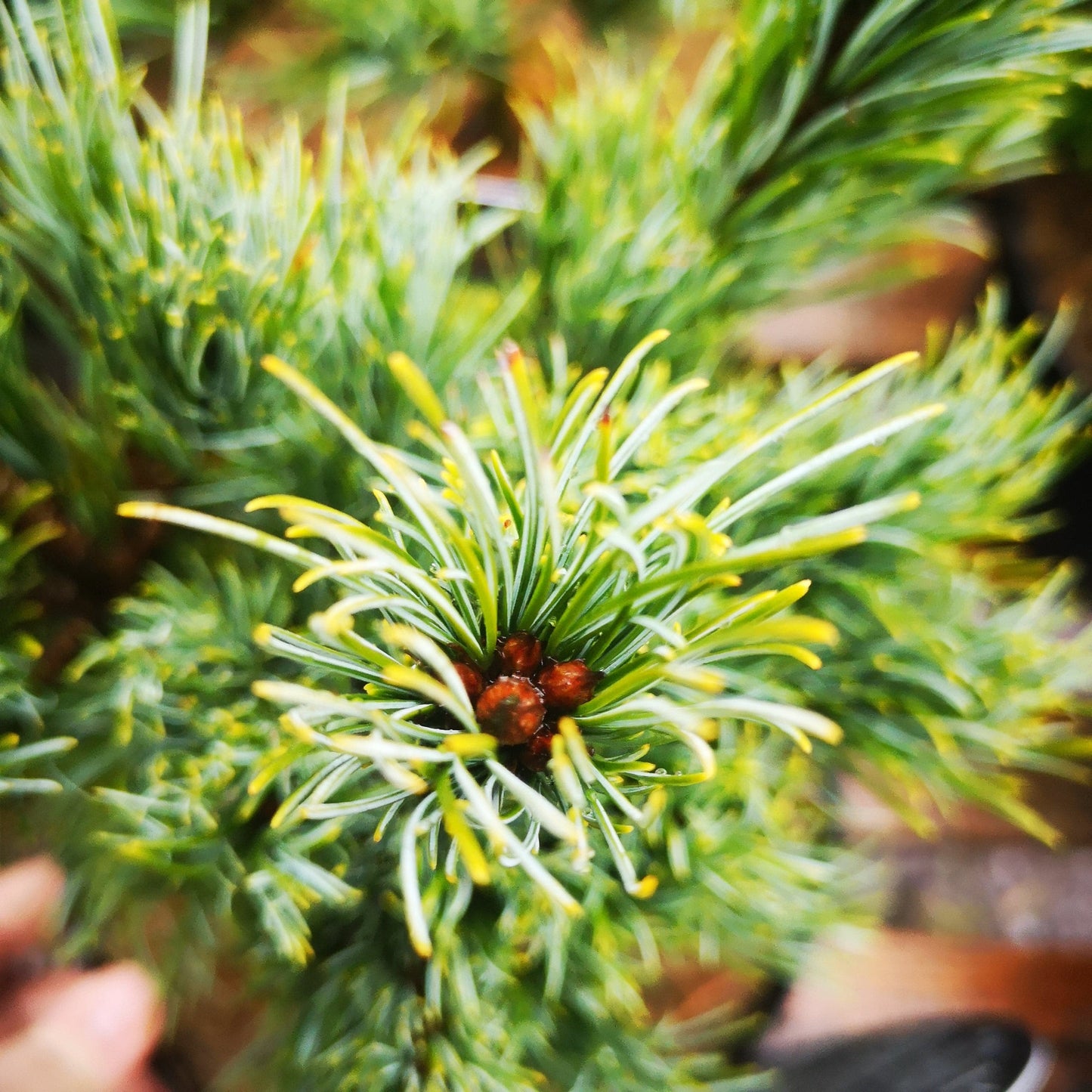  Pinus Parviflora Bergman