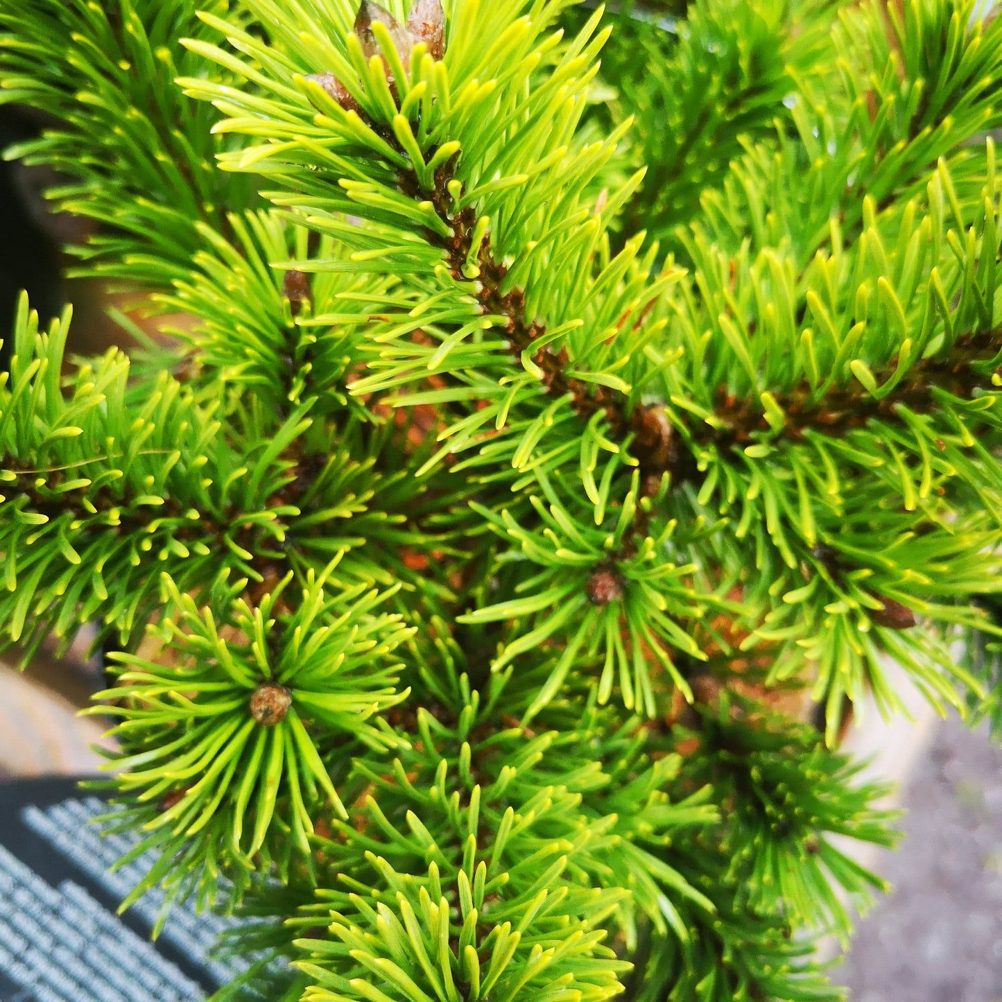  Pinus Mugo Mumpitz