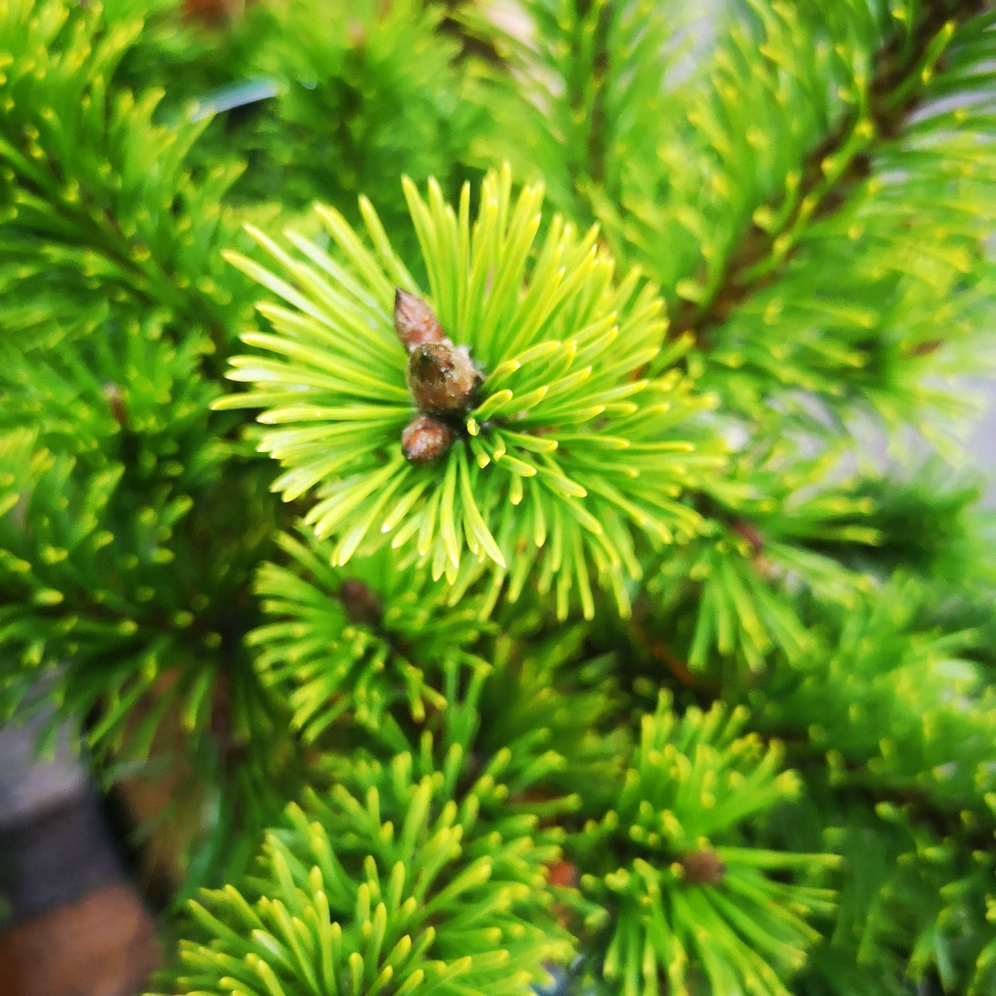  Pinus Mugo Mumpitz