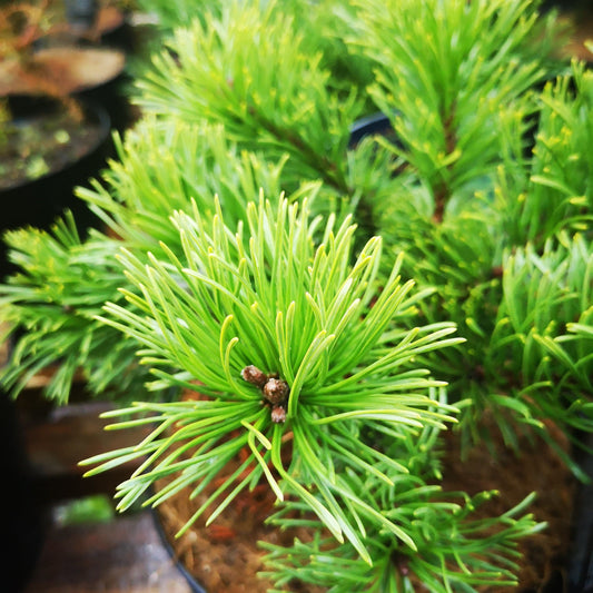  Pinus Mugo Krauskopf