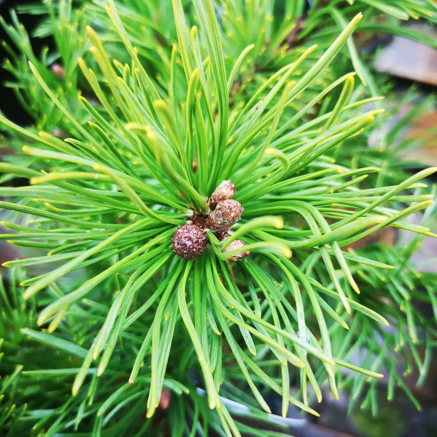  Pinus Mugo Krauskopf
