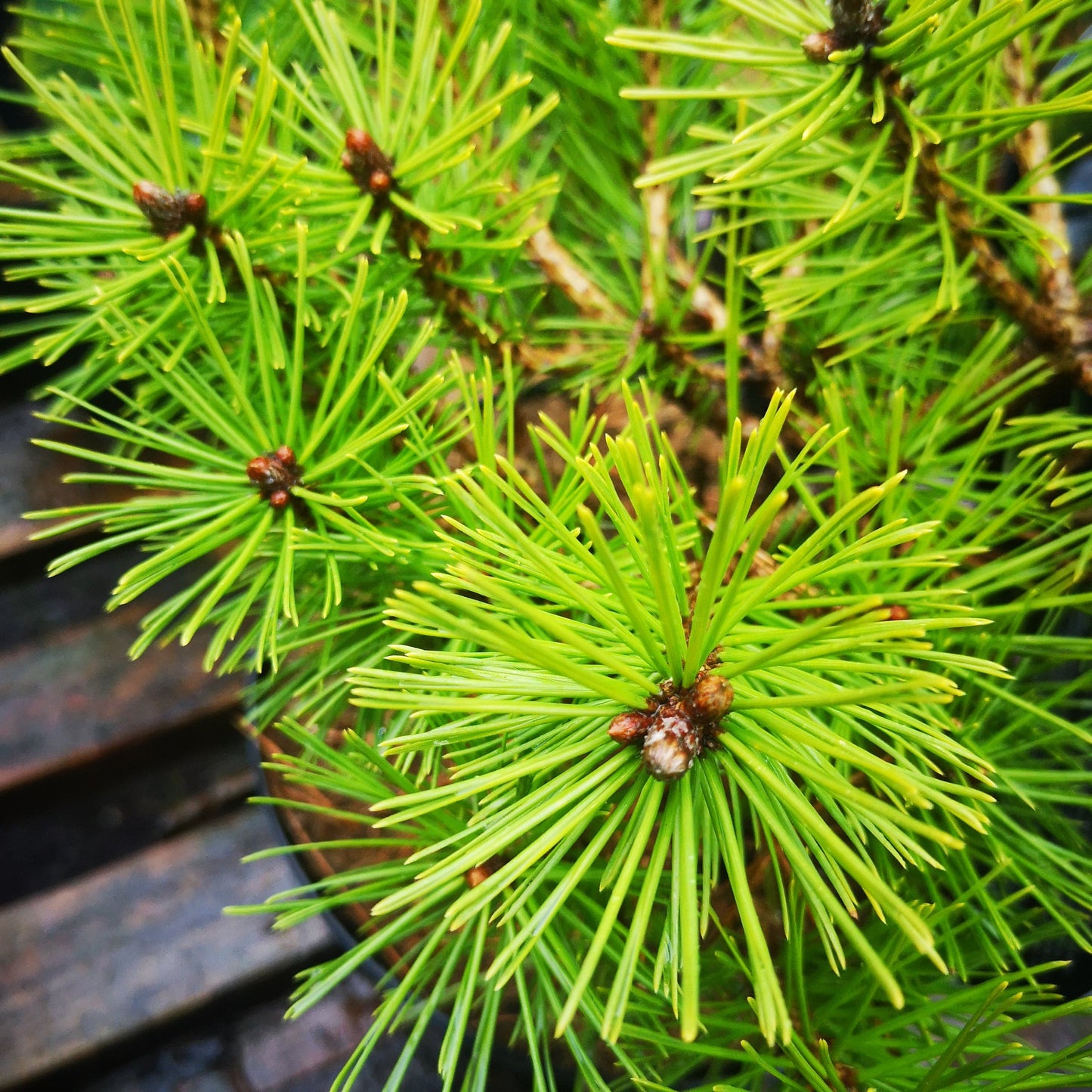  Pinus X Densi-thunbergii Jane Kluis