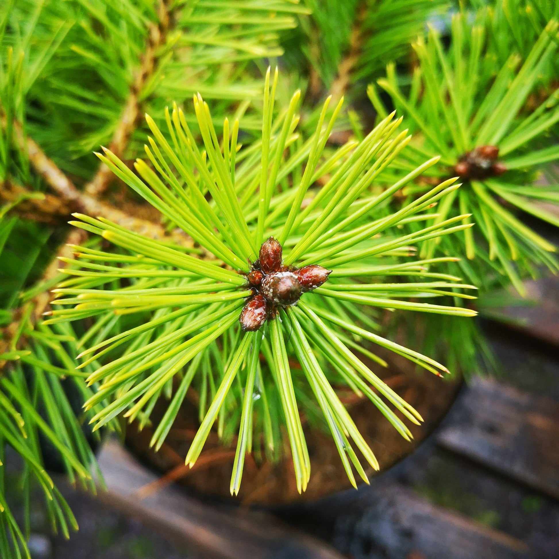  Pinus X Densi-thunbergii Jane Kluis