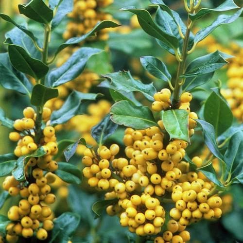  Ilex Aquifolium Bacciflava