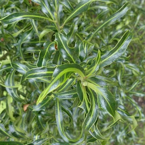  Ilex Aquifolium Lichtenthalii