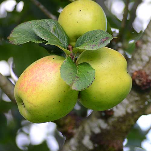  Apple Irish Pitcher