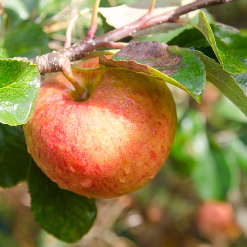  Apple James Grieve