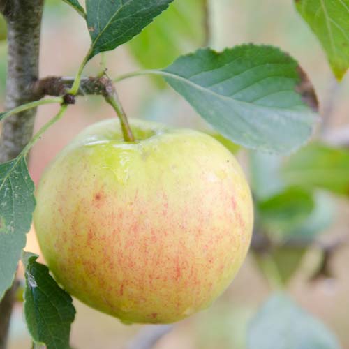  Apple James Grieve