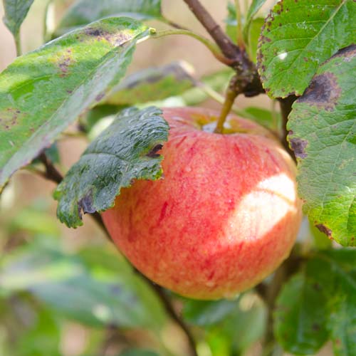  Apple James Grieve