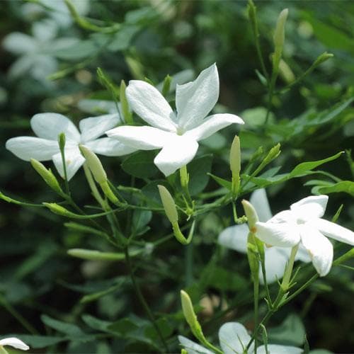  Jasminum Officinale